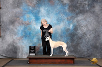 Whippet #639 Vehicle Novice NQ