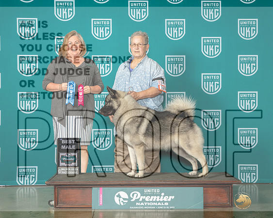 Norwegian Elkhound #225 Fri BM Judge Tracy Kallas-MJP_4459e-Premier2023-HR3