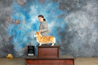 Pembroke Welsh Corgi #126 Fri BF Judge Amy Turner