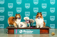 Shelties Pom Bichon Family Sun