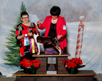 Rat Terrier #? Sat BISS Kelly Townson Judge Linda Houghes