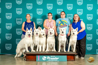 White Shepherds Too Many