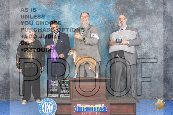 Italian Greyhound #46 WED WB AOM NC Judge Joao Machado__JP_6649_Houston_2024_HR3