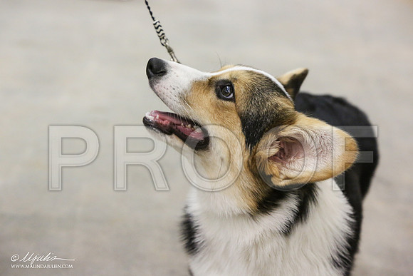 Corgi-7646-AbiMay13HR
