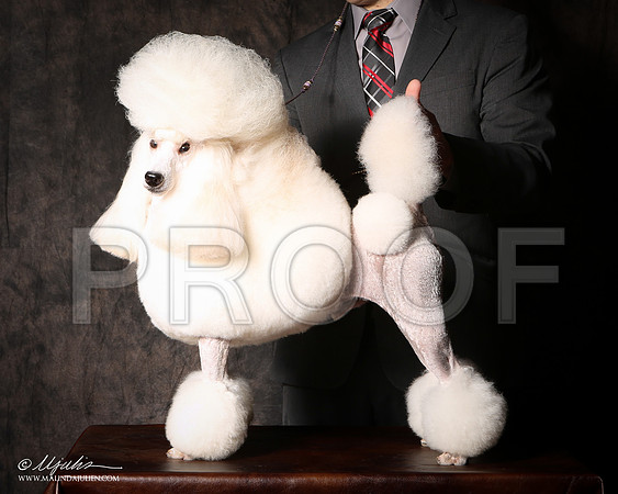 PoodMin-9457-Tex2013 HR3