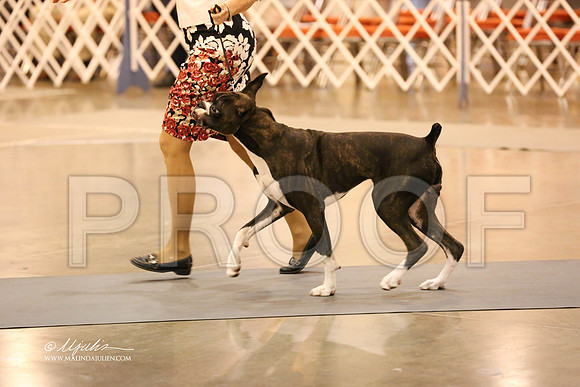 boxer-9551-HR