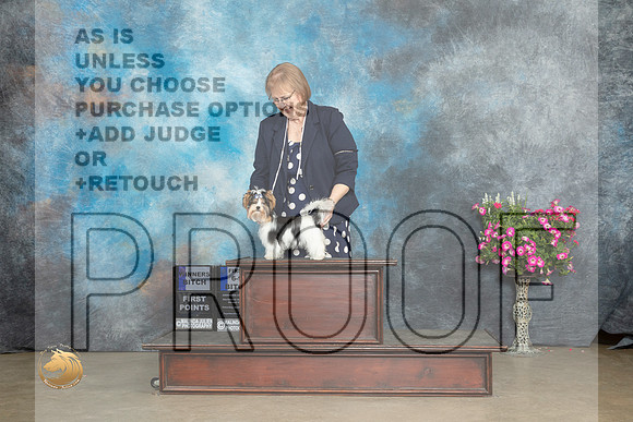 Biewer Terrier #10 Sat WB Judge Jacqueline L Stacy_MJ_6512_ARK2023_HR3