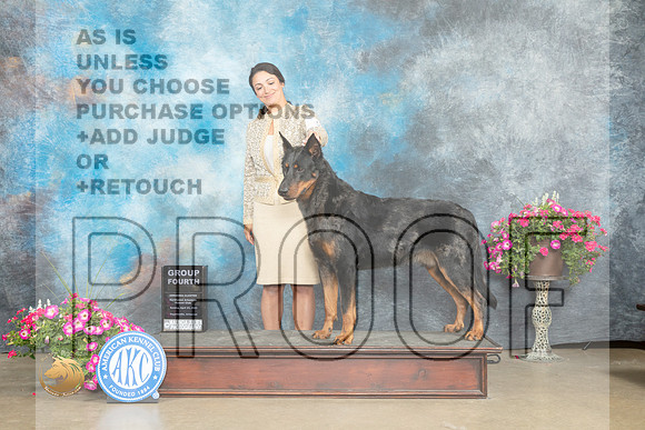 Beauceron #5 Sun G4 Judge Jacqueline L Stacy_MJ_7553_ARK2023_HR3