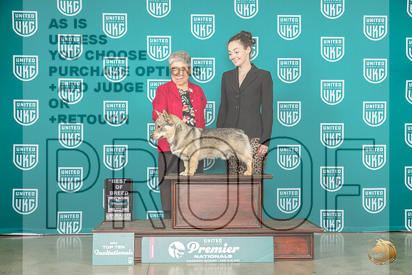 Swedish Vallhund #1074 Thur BOB Judge David KittredgeMJP_4047_Premier2023_HR3