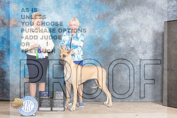 Great Dane #6 Sat WBBOWBBE Judge Terry BerriosMJP_0771_Abilene_2023_HR3