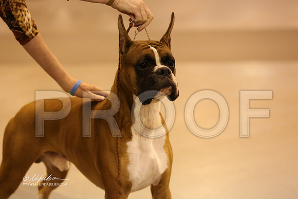 boxer-7096-HR