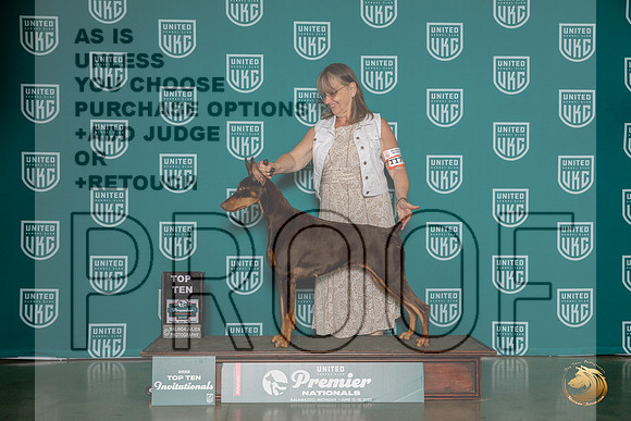 Doberman Pinscher #1175 Thurs Top10 Judge Patricia TillMJP_3796_Premier2023_HR3