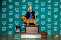 Basset Fauve De Bretagne #537 Thur BOB Judge Donna Beadle