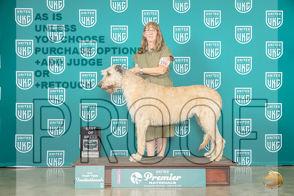 Irish Wolfhound #258 Thur BOB10 Judge Donna BeadleMJP_4108_Premier2023_HR3