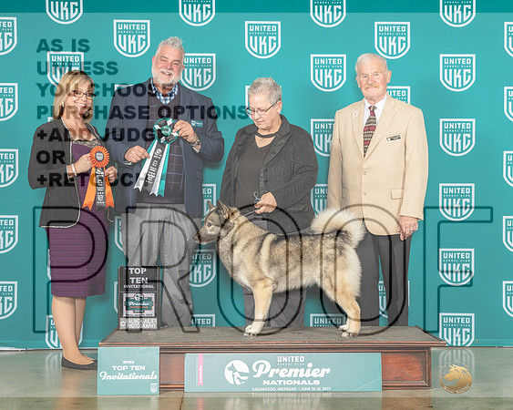 Norwegian Elkhound #228 Thur BOBTop10-MJP_4328-Premier2023-HR3