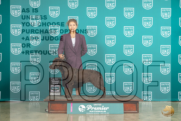 Labrador Retriever #1454 Sun 2d Judge Matthew ProctorMJP_6037_Premier2023_HR3