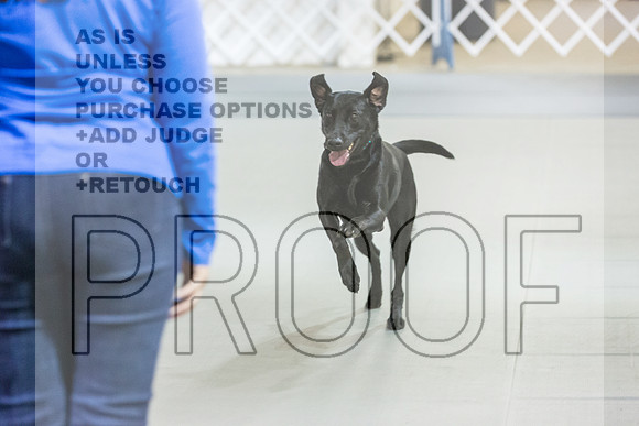 Labrador Retriever #21 Rings-JJL_8125_Abilene 2023-HR3