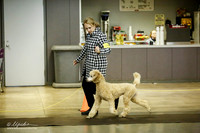 Poodle Standard Ring Sat