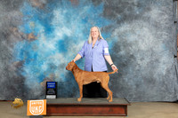 Vizsla #19 Sat G1 Judge Malinda Julien