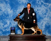 German Shepherd #17 Sun G1 Sanchez Oscar Agent Sergio Espejo