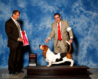 Basset Hound #9 Fri G2 Farias Rodolfo Ruiz ClazadaJudge Ricardo Forastieri Gonzalez
