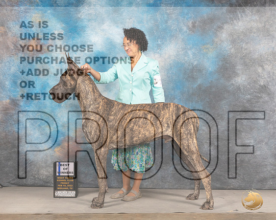 Great Dane #19 Fri BOW Judge Donnelle RichardsMMJ_2929_Mdlnd2022_HR3