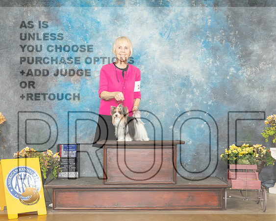 Biewer Terrier #14 Sun BOSBOW Judge John Ramirez-MMJ_1330-NWARK2022-HR3
