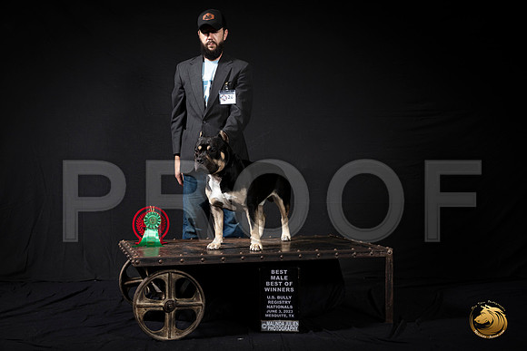 American Bully #26 BOW Judge Jose PerezMJP_3342_USBRNat2023_HR3
