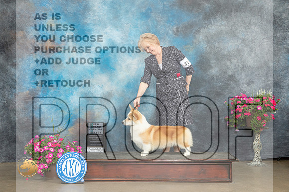 Pembroke Welsh Corgi #31 Sun SDCH Judge Jacqueline L Stacy_MJ_7078_ARK2023_HR3