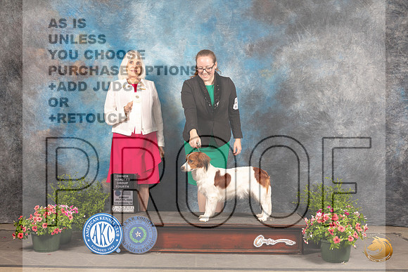 Nederlandse Kooikerhondje #6 Sun OHG4 Judge Jan Paulk_MJ_1668_SA_2022_HR3