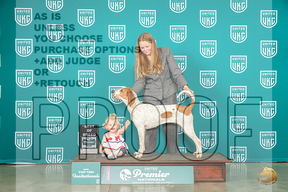 English Coonhound #694 Thur BOB Judge Donna BeadleMJP_4092_Premier2023_HR3