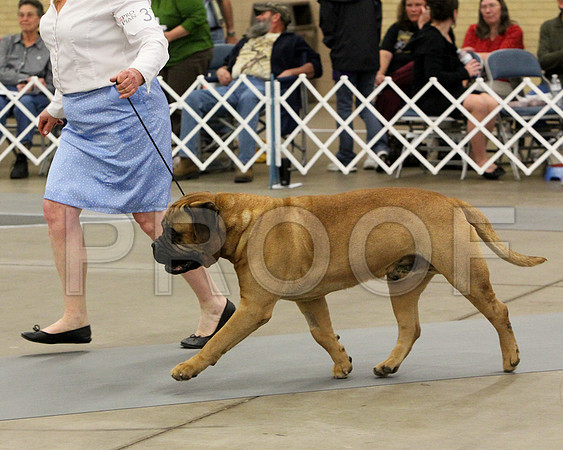 VetDog-9321