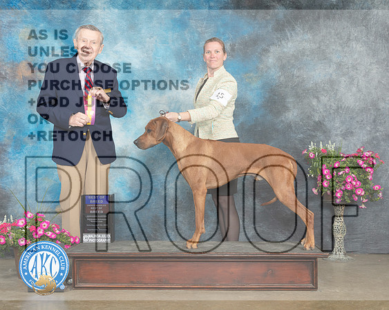 Rhodesian Ridgeback #18 Sat BOBOHBOB Judge Terry Stacy_MJ_6809e_ARK2023_HR3