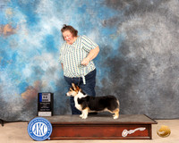Pembroke Welsh Corgi #19 Sun 6-91st Judge Pat Trotter