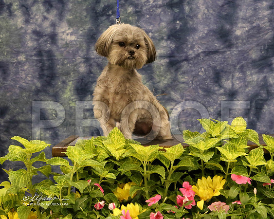 Shorkie-0464-HR