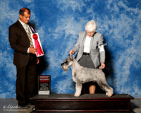 Standard Schnauzer #5 Fri G2 Crist Kathlene And David Crist agent Brenda Lee Combs Judge Ricardo Forastieri Gonzalez