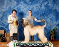 Afghan Hound #5 Sun New GrCh +A1