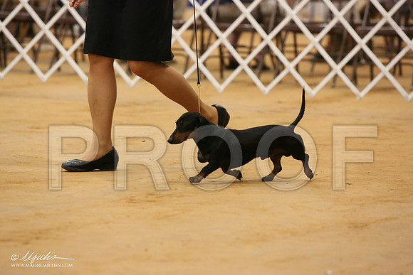 DachsS-2552-Tex2013 HR3