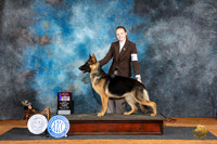 German Shepherd Dog #8 Fri WBBOS Judge Karen Hynek