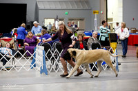 Mastiff Fri Ring