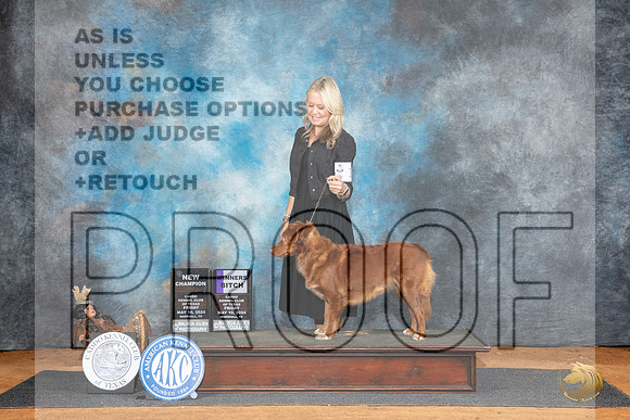 Nova Scotia Duck Tolling Retriever #18 Fri WBCH Judge Robert Stein__JP_6982_MARSHALL_2024_HR3