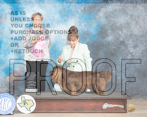 Sussex Spaniel #5 Sun OHG1 Sun Beverly Andersen-MJP_1702e_Abilene 2023-HR3