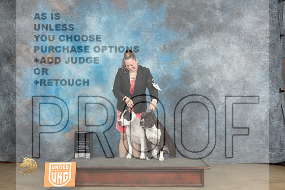 American Pit Bull Terrier Brace Sat Judge Amy TurnerMJP_2404_UKCLNVWMAY2023_HR3