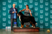 Bernese Mountain Dog #1143 Sat G1 Judge Ron Horn