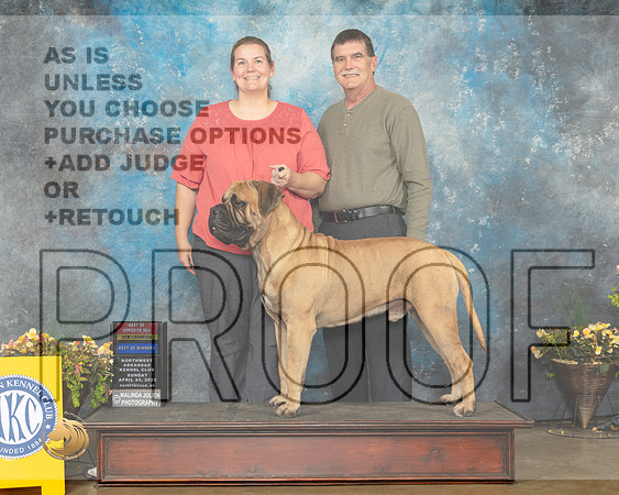 Bullmastiff #9 Sun BOWBOS Judge Jim Fehring-MMJ_1542-NWARK2022-HR3