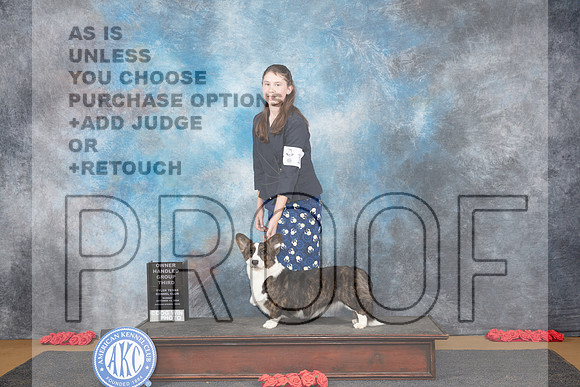 Cardigan Welsh Corgi #12 Sun OHG3 Judge Anne Catterson__JP_0768_Sulphur Springs_2024_HR3