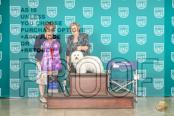 Coton de Tulear #106 Wed RBISS Judge Jennifer LandersMJP_3566_Premier2023_HR3