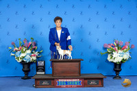 Chihuahua Smooth Coat #5 FRI WD BOW M Judge Nancy Liebes
