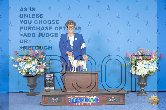 Chihuahua Smooth Coat #5 FRI WD BOW M Judge Nancy Liebes__JP_8904_Houston_2024_HR3