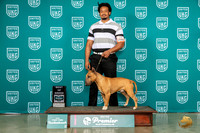 Bull Terrier #1040 Thur BOB Judge Pat O'Donnell